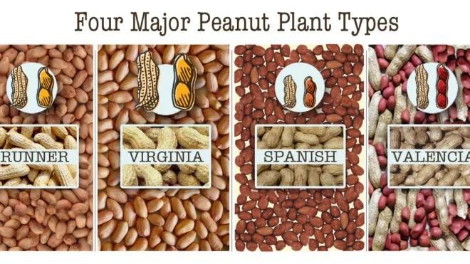 Spanish peanuts vs Virginia peanuts comparison